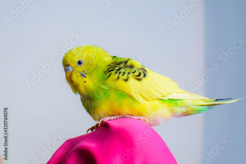 Funny budgie. A cute yellow budgie parrot is sitting on the girls hand. Tamed pet