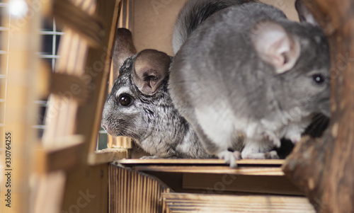 pair of big chinchillas in a wooden cage, pet life concept, purebred fluffy rodents