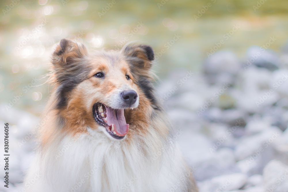 Portrait of adorable gold rough collie