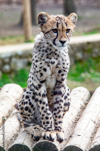 Guépard