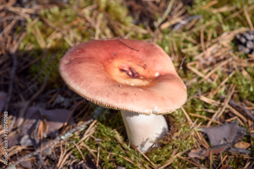 Russula mushroom with brittle hat grows on moss in pine forest on summer day.