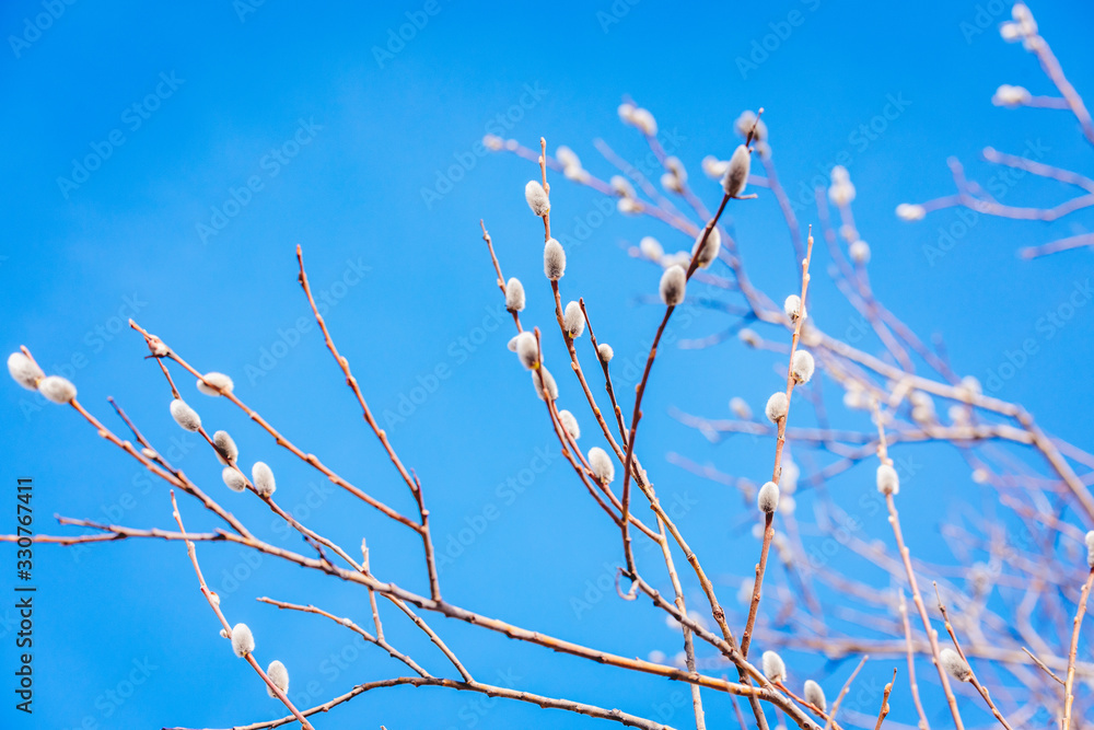 Fluffy willow buds on the branches in the spring sunny day. Fluffy willow buds on the branches in the spring sunny day.