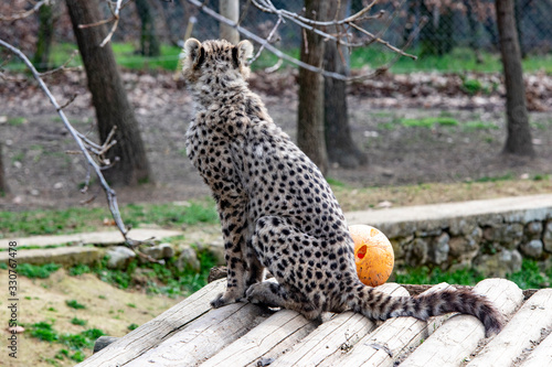 Guépard photo