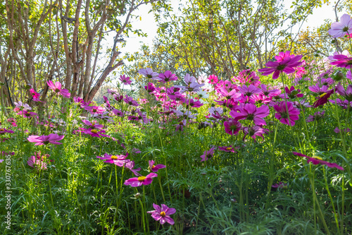 Cosmos variety of colors flowers in the garden, morning fresh air, oxygen to the body to power the whole day, a place to relax, the event. soft focus.