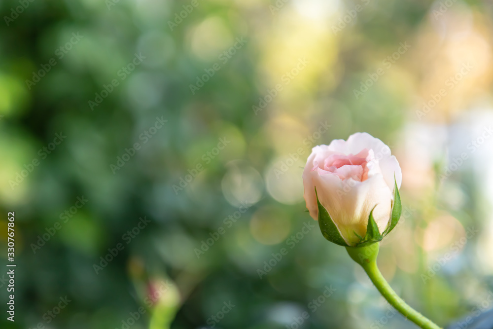 Sweet color roses in soft style garden. Raindrops every morning with in nature. Create atmosphere of love. Soft focus. Sweet color roses in soft style garden. Raindrops every morning with in nature. Create atmosphere of love. Soft focus.