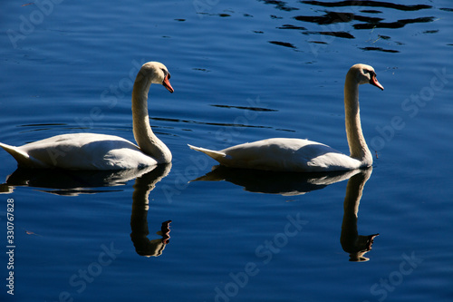 Sesto Calende (VA), Italy - September 15, 2016: A swan on Ticino River, Lombardy, Piedmont, Italy.