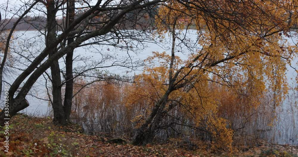 Beautiful autumn yellow leaves waving in wind on tree branches falling over a lake Beautiful autumn yellow leaves waving in wind on tree branches falling over a lake