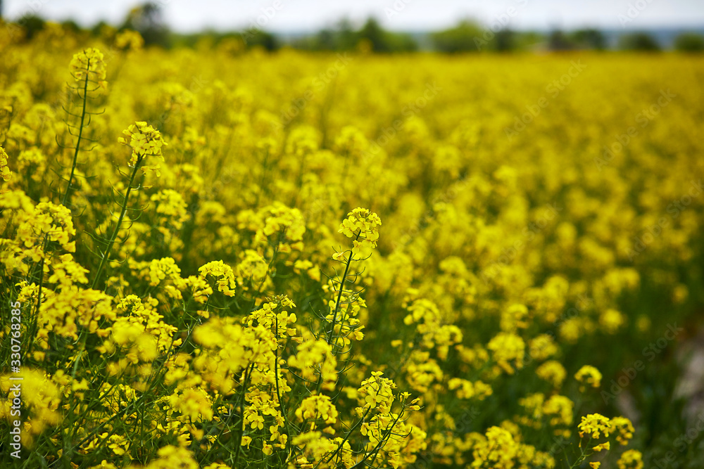 Rapeseed field, Blooming canola flowers close up. Rape on the field in summer. Rapeseed field, Blooming canola flowers close up. Rape on the field in summer.