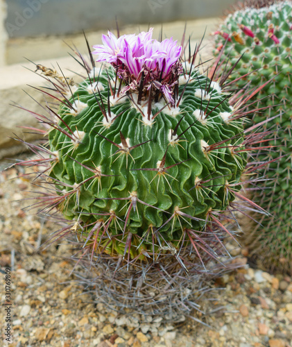 Cactus mammillaria with purplish pink flowers