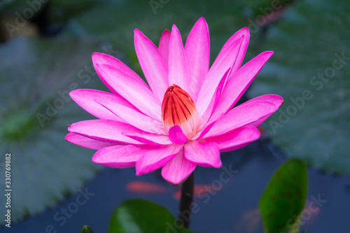 Pink Lotus Flower in the with green leaf in pond