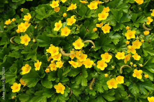 Spring yellow small flowers of a Waldsteinia ternata
