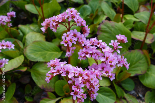 Pink bergenia cordifolia flowers