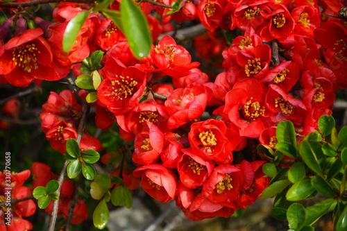 Closeup of blossom of Japanese quince or Chaenomeles japonica tree