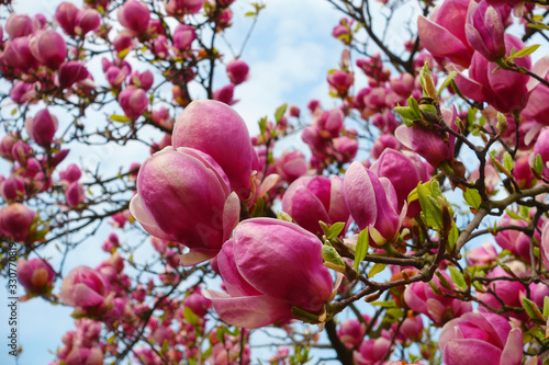 Beautiful blooming magnolia tree.