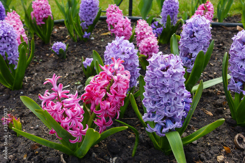 Beautiful flowering hyacinths