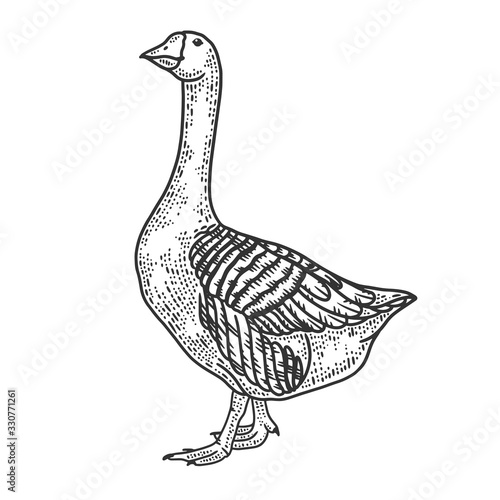 Anser Grey Goose bird sketch engraving vector illustration. T-shirt apparel print design. Scratch board imitation. Black and white hand drawn image.