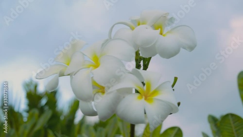 Plumeria flower. White Plumeria flower or Frangipana flower sways in the wind. Green leaves and white and yellow flowers. Close up of white frangipani flowers in front of blue sky with clouds photo