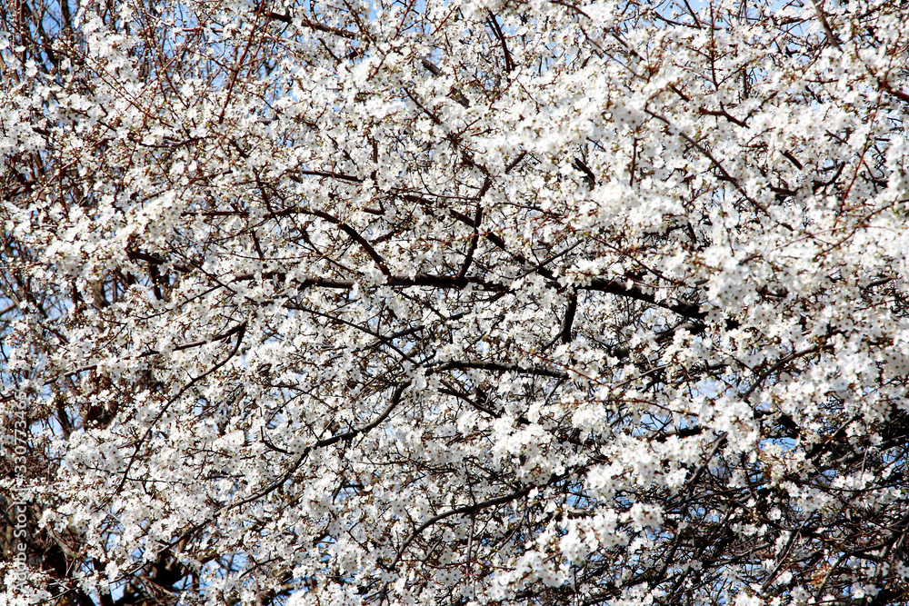 Blooming fruit trees on a background of blue sky Blooming fruit trees on a background of blue sky