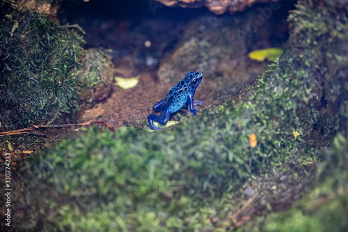 Dendrobate bleue