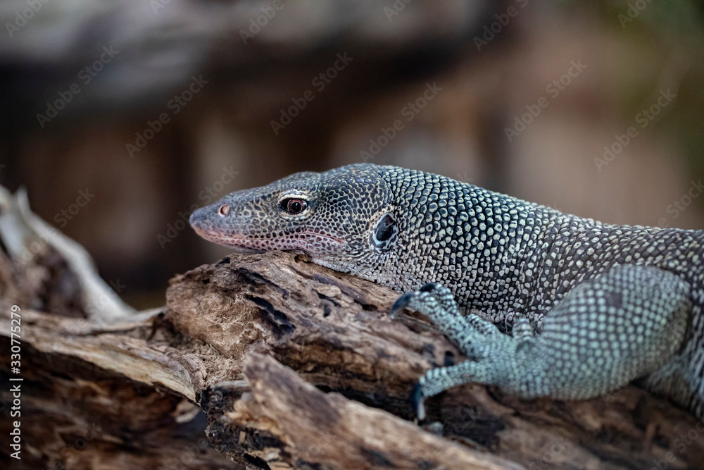 Naklejka premium Varan