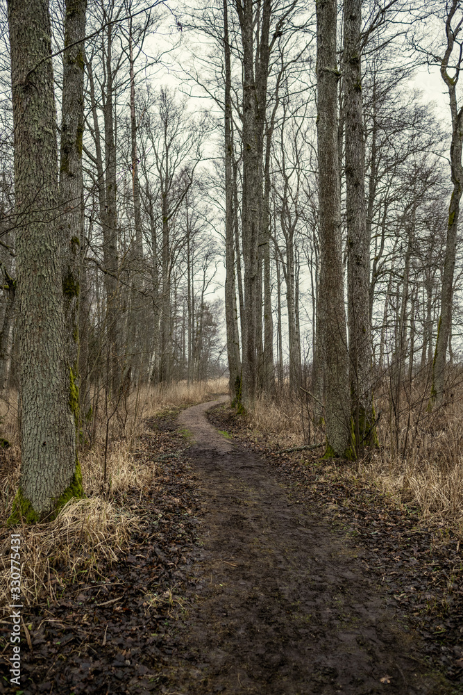 Naklejka premium forest trees in sunny autumn day