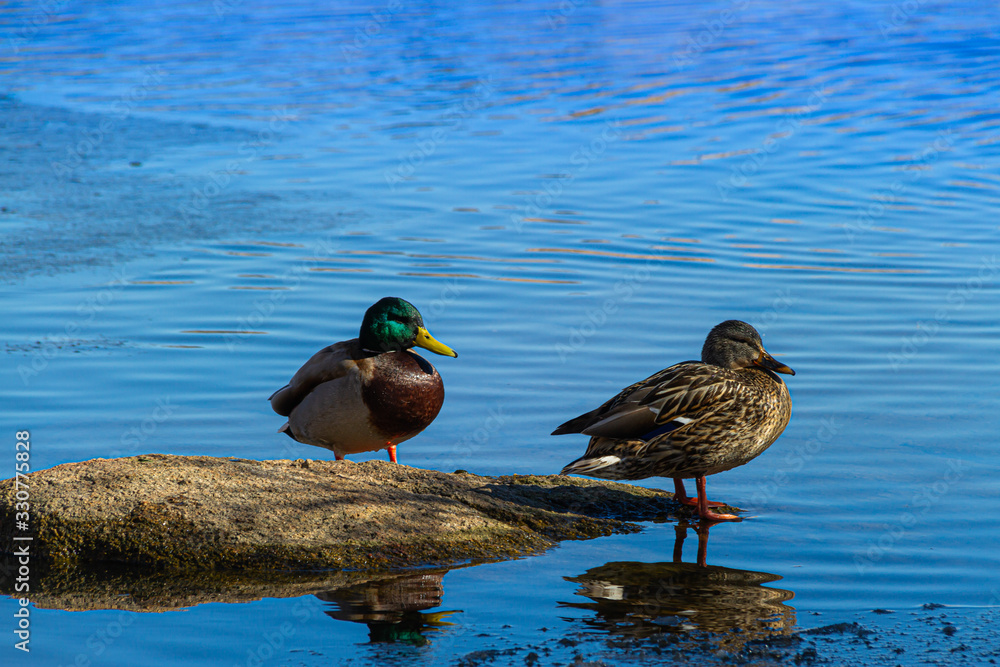 Obraz premium Close up of two ducks on a rock with their reflection in blue water