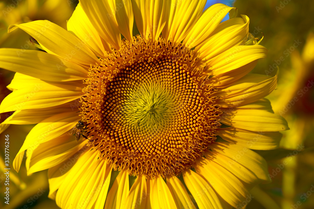 Sunflower and nature background. Close-up of sunflower Sunflower and nature background. Close-up of sunflower