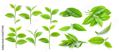Panel kuchenny z motywem set of young tea leaves isolated on white background