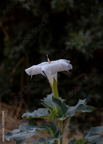 Datura flowerin nature, slective focus and close-up view, centered, with bokeh balls. Datura contains alkaloids that cause halucionations 