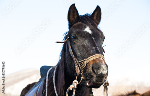 Dark bay horse on a ranch. Close up picture of a Dark Bay horse. © Elena Shu