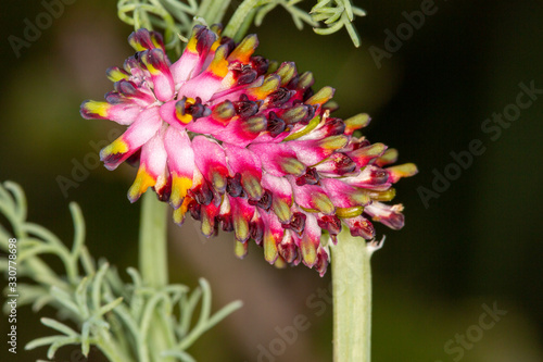 Macrophotographie de fleur sauvage - Fumeterre en   pi - Platycapnos spicata