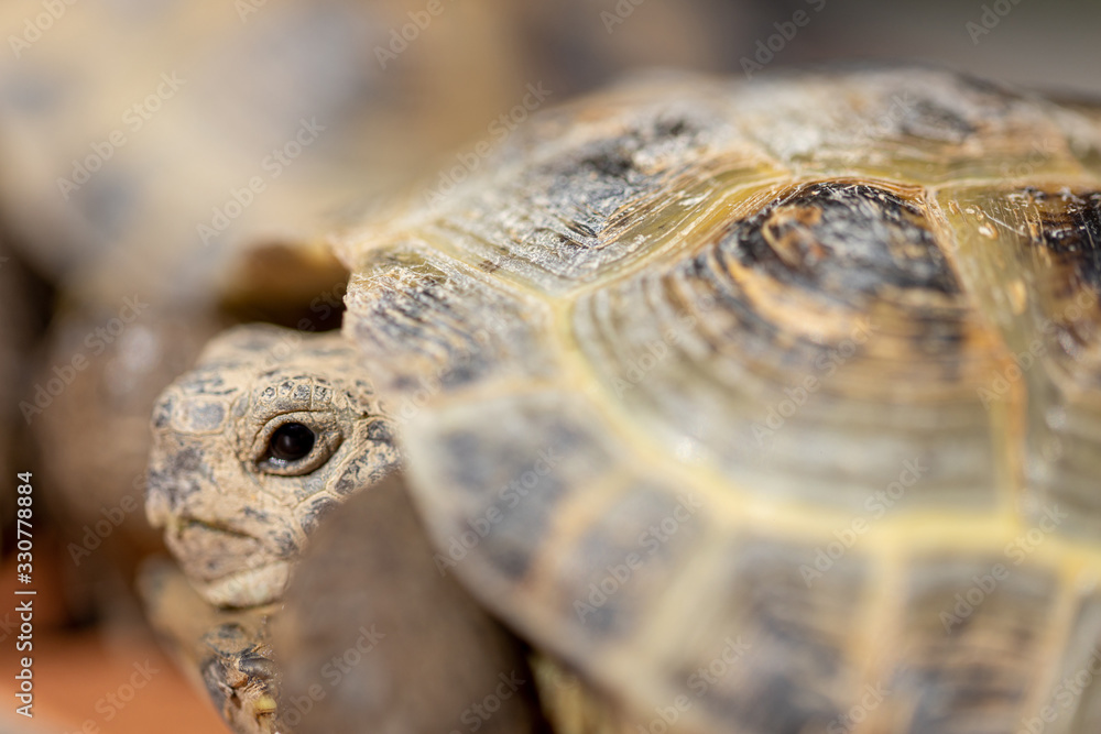 Fototapeta premium Macro close up shot head of land turtle. Land tortoise portrait