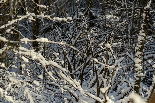 snow covered tree trunks and vegetation in abstract lush texture