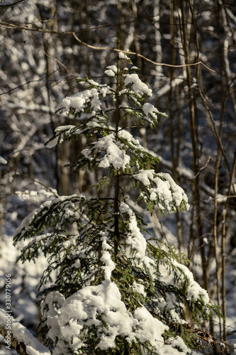 Fototapeta Naklejka Na Ścianę i Meble -  snow covered tree trunks and vegetation in abstract lush texture