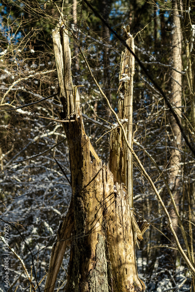 forest with old tree trunks and green vegetation in winter forest with old tree trunks and green vegetation in winter
