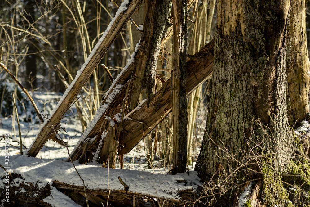 forest with old tree trunks and green vegetation in winter forest with old tree trunks and green vegetation in winter