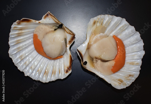 raw scallops in a opened shell