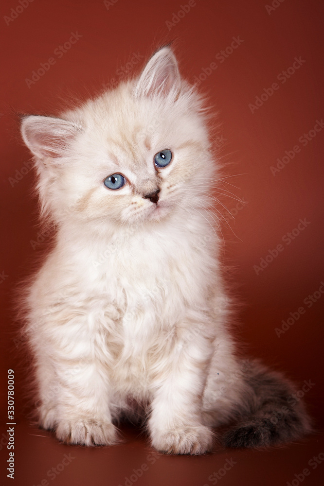 Beige fluffy kitten of Siberian cat on an orange background Beige fluffy kitten of Siberian cat on an orange background