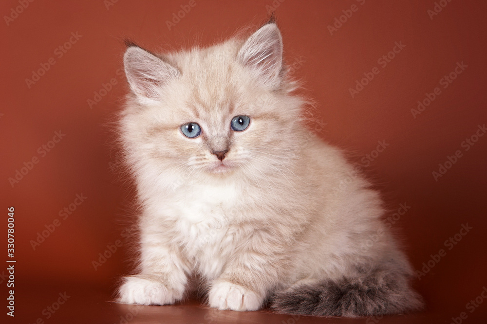 Beige fluffy kitten of Siberian cat on an orange background