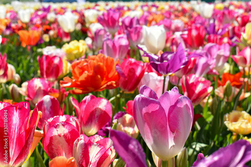 tulip field in Holland