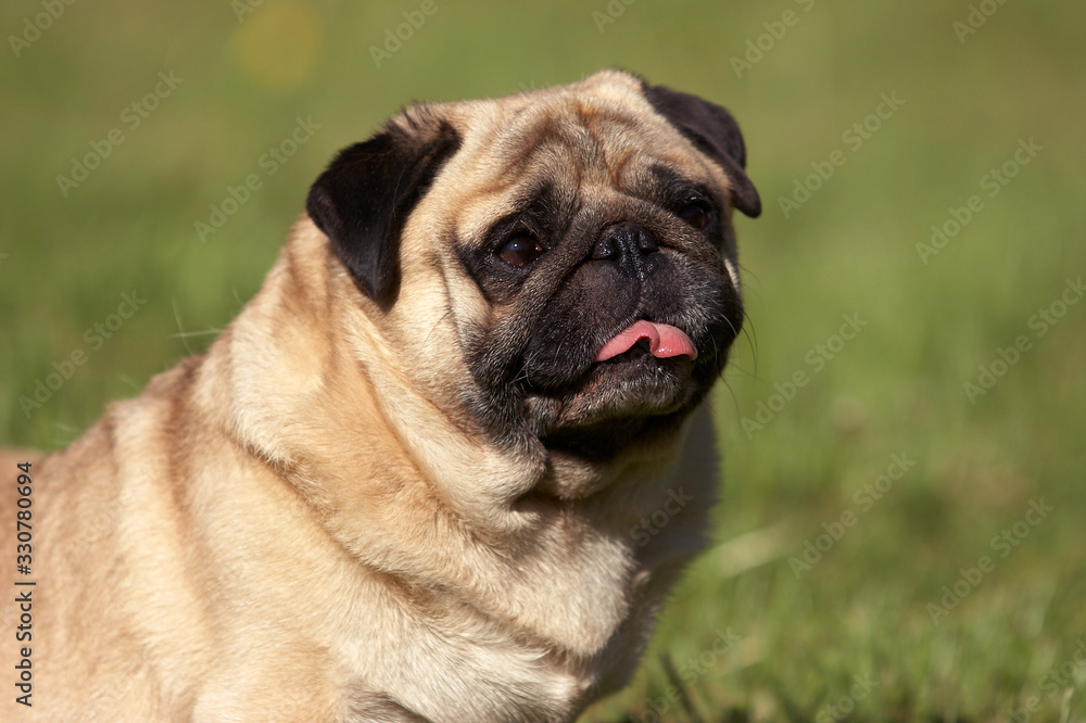 Summer pug dog portrait with tongue out