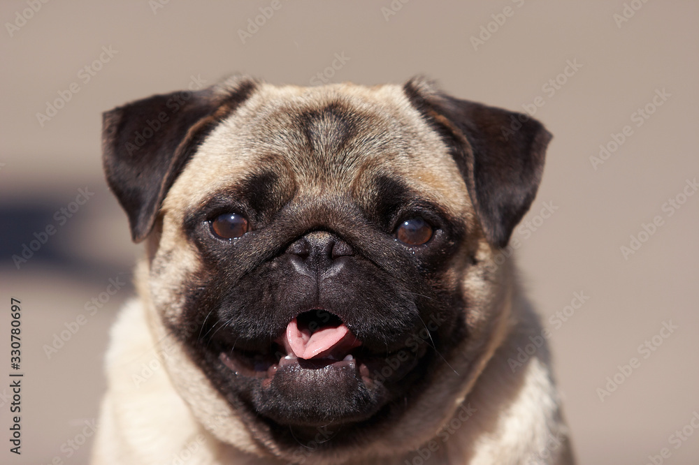 Summer pug dog portrait with tongue out