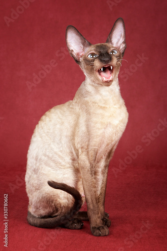 Brown Cornish Rex cat sits and meows on a red background