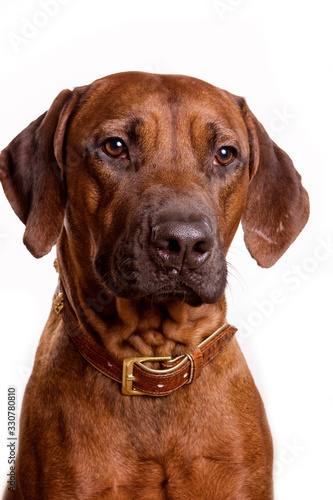 Ridgeback dog portrait isolated on white