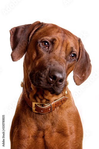 Ridgeback dog portrait isolated on white