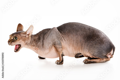 Sphynx cat hisses and mews isolated on white