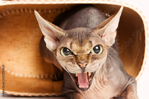 Portrait of a sizzling sphinx cat