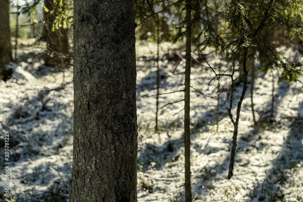 shadows under the trees in winter forest with low snow shadows under the trees in winter forest with low snow