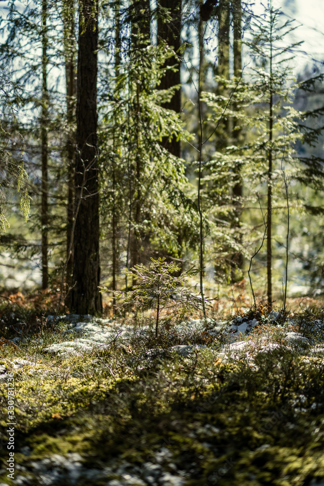 Obraz premium shadows under the trees in winter forest with low snow