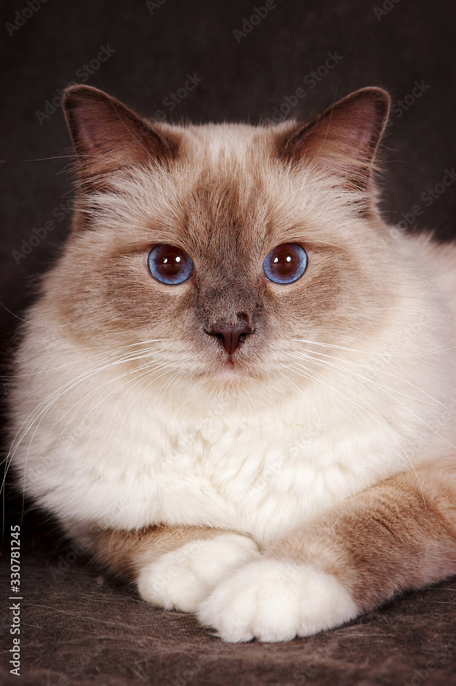 Portrait of a brown fluffy cat Neva Masquerade Siberian